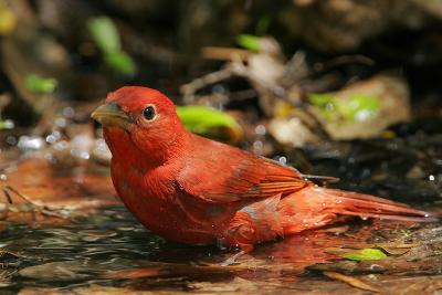 Summer Tanager