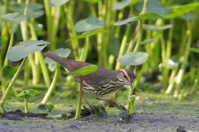 Northern Waterthrush