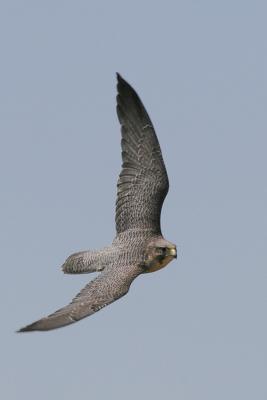 Peregrine Falcon