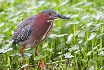 Green Heron