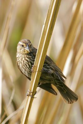 Red-winged Blackbird