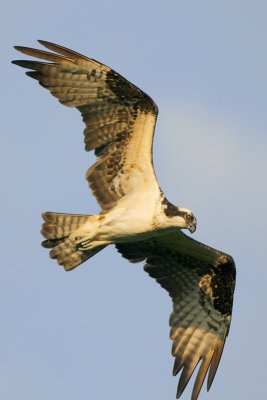 Osprey