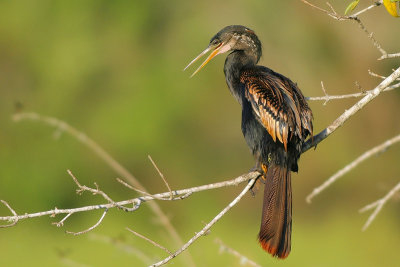 Anhinga