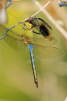 Green Darner & Four-spotted Pennant