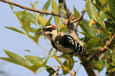 Downey Woodpecker