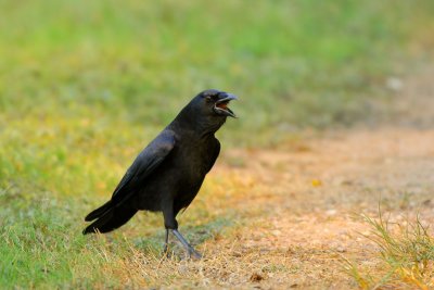 American Crow