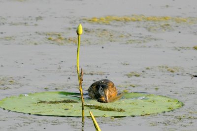 Wood Duck eating a tadpole