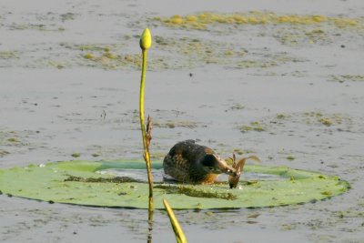Wood Duck eating a tadpole