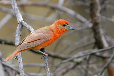 Hepatic Tanager