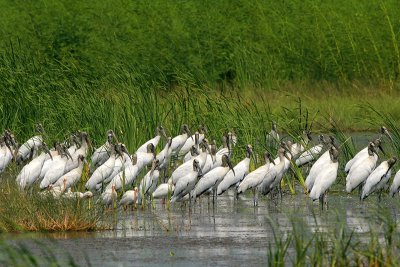 Wood Stork