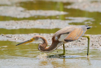 Tricolored Heron