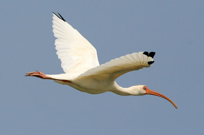 White Ibis