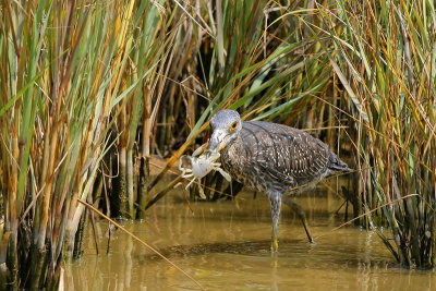 Yellow-crowned Night-Heron