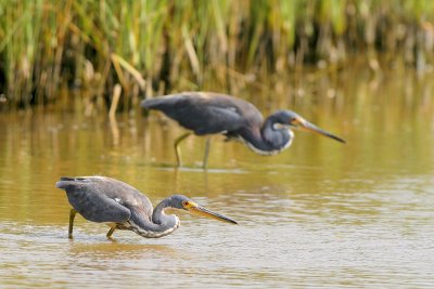 Tricolored Heron