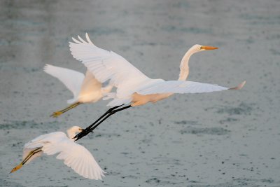 Great Egret and Snowy Egrets