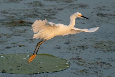 Snowy Egret