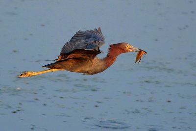 Little Blue Heron with Tadpole