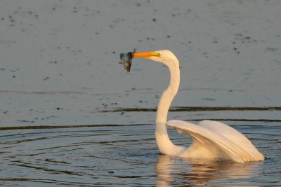 Great Egret