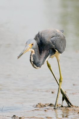 Tricolored Heron