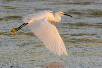 Snowy Egret