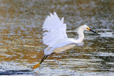 Snowy Egret