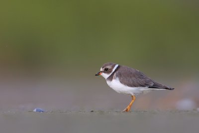 Semipalmated Plover