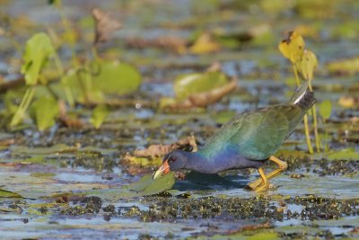 Purple Gallinule