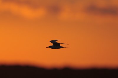 Forster's Tern