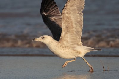 Ring-billed Gull