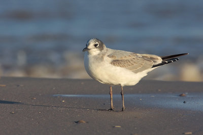 Franklin's Gull