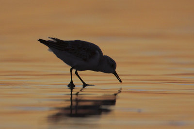 Sanderling