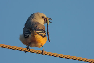 Scissor-tailed Flycatcher