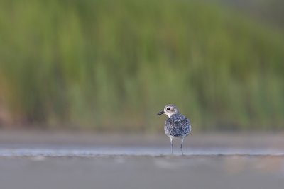 Black-bellied Plover