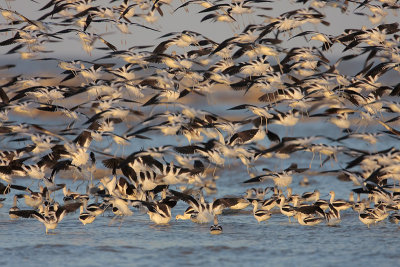 American Avocet