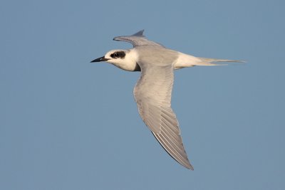 Forster's Tern