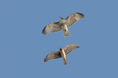 Red-tailed Hawk and Northern Harrier