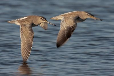 Short-billed Dowitcher