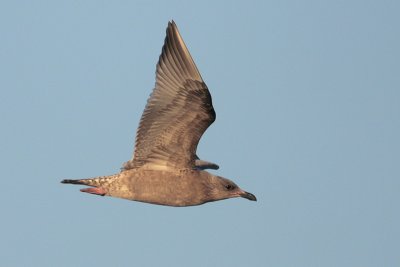 Herring Gull (1st winter)