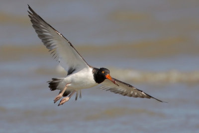 American Oystercatcher