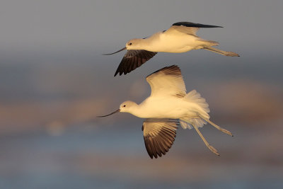 American Avocet