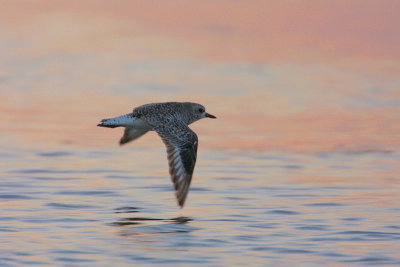 Black-bellied Plover