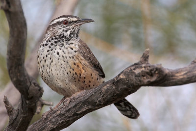 Cactus Wren