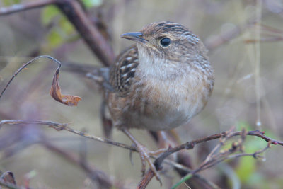 Sedge Wren