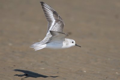 Sanderling