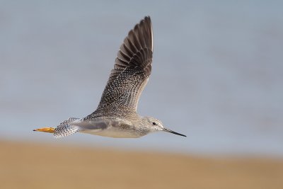 Greater Yellowlegs