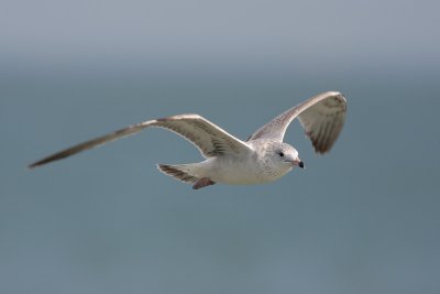 Ring-billed Gull