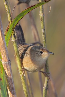 Sedge Wren