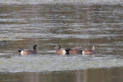 American Wigeon