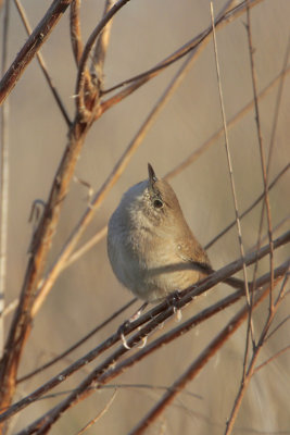 House Wren