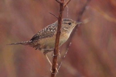 Sedge Wren